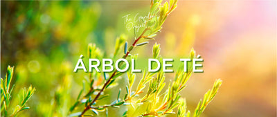 ÁRBOL DE TÉ, un potente y eficaz antibacteriano natural